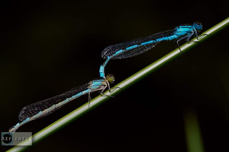 Blue damsels